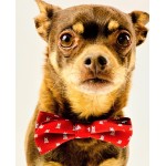 Small Pet Bow Tie